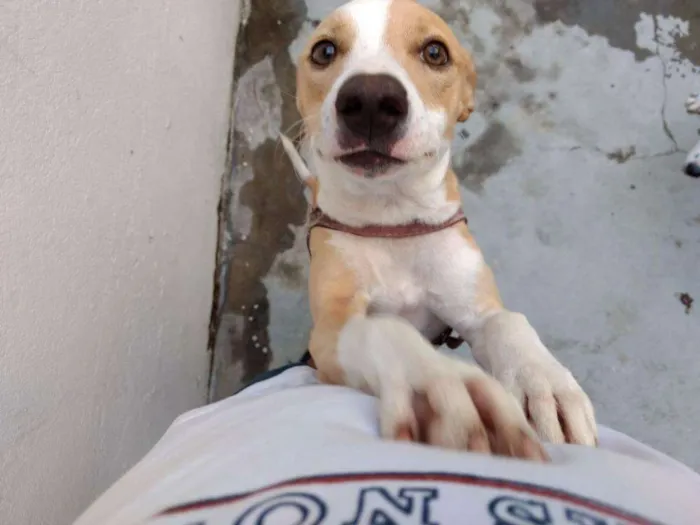 Cachorro ra a Sem raça definida idade 7 a 11 meses nome Lilly e Jack 