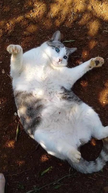 Gato ra a SRD idade 2 anos nome David e Agnes