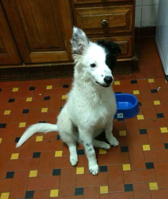 Cachorro ra a Sem raça definida idade 7 a 11 meses nome Lilly e Jack 