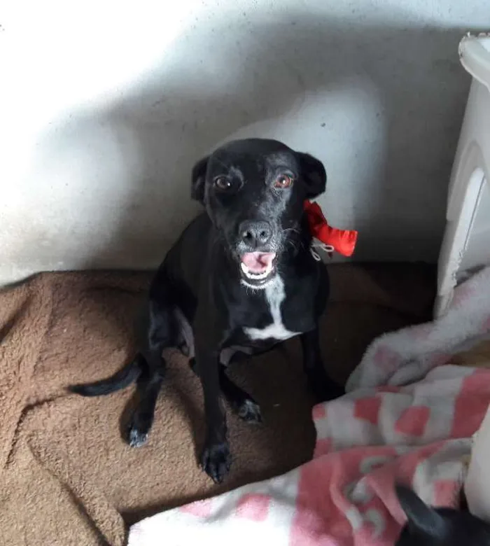 Cachorro ra a SRD idade 1 ano nome Glória