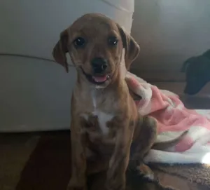 Cachorro raça SRD idade 2 a 6 meses nome Edith