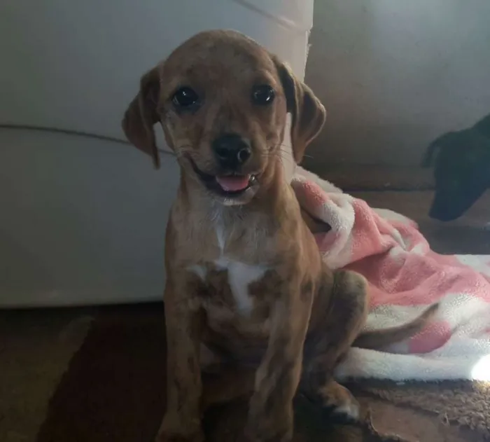 Cachorro ra a SRD idade 2 a 6 meses nome Edith
