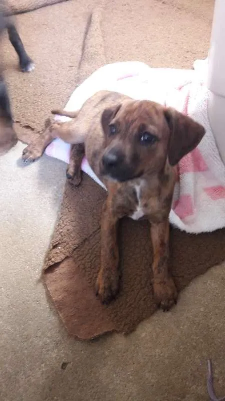 Cachorro ra a SRD idade 2 a 6 meses nome Margot