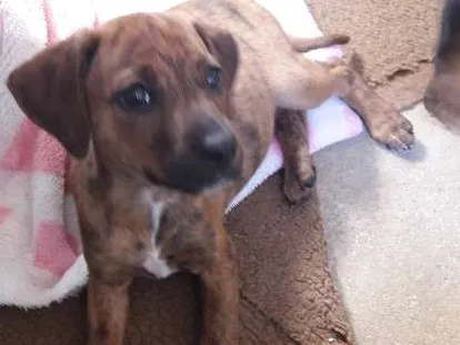 Cachorro ra a SRD idade 2 a 6 meses nome Margot