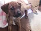 Cachorro raça SRD idade 2 a 6 meses nome Margot