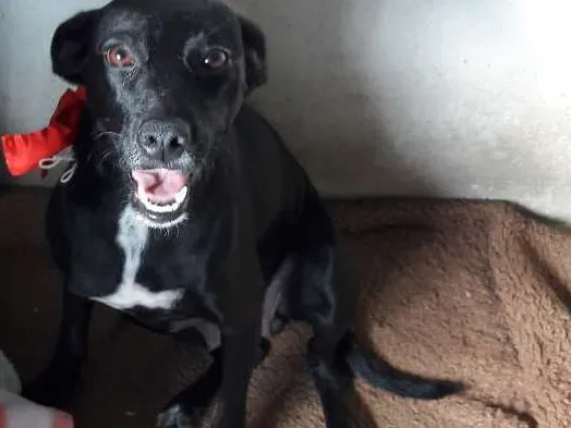 Cachorro ra a SRD idade 1 ano nome Glória
