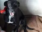 Cachorro raça SRD idade 1 ano nome Glória