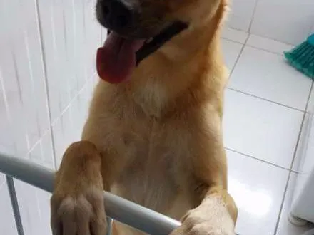 Cachorro ra a SRD idade 1 ano nome Scooby