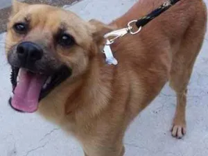Cachorro raça SRD idade 1 ano nome Scooby