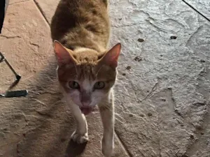 Gato raça SRD idade 2 a 6 meses nome Não tem