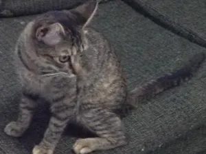 Gato raça Srd idade 2 a 6 meses nome Sarah