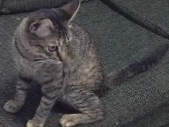 Gato ra a Srd idade 2 a 6 meses nome Sarah