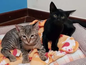 Gato raça Mistura bengall idade 2 a 6 meses nome Tgre