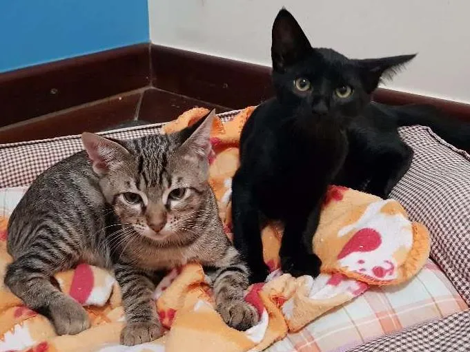Gato ra a Mistura bengall idade 2 a 6 meses nome Tgre