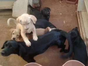 Cachorro raça Vira-lata idade 2 a 6 meses nome Nina e família