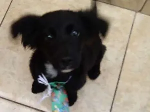 Cachorro raça SRD idade 2 a 6 meses nome Não tem nome