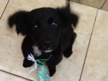 Cachorro ra a SRD idade 2 a 6 meses nome Não tem nome