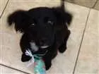 Cachorro raça SRD idade 2 a 6 meses nome Não tem nome