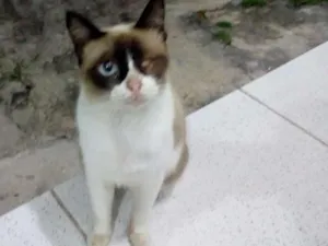 Gato raça Siamês idade 1 ano nome Sem Nome