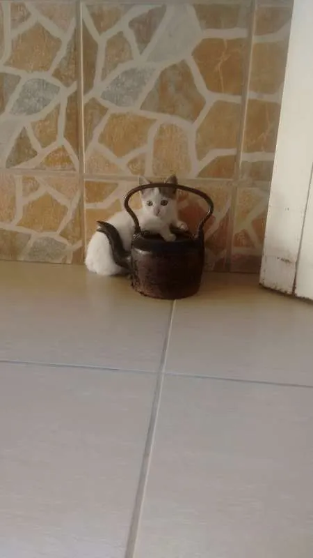 Gato raça  idade Abaixo de 2 meses nome Nara