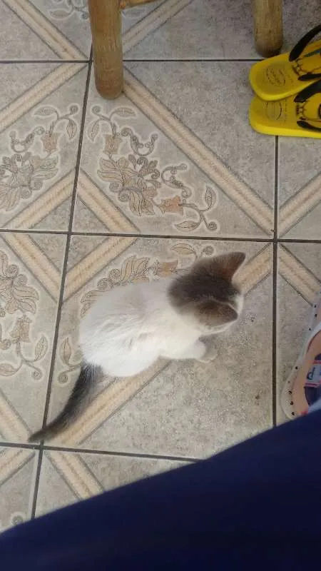 Gato raça  idade Abaixo de 2 meses nome Nara