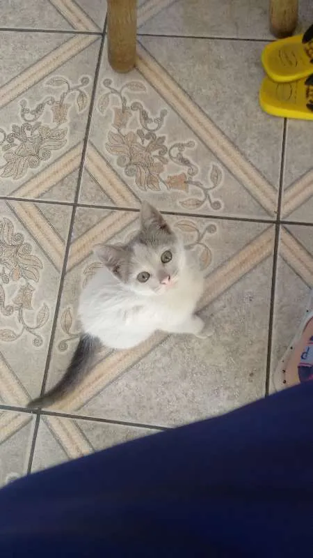 Gato raça  idade Abaixo de 2 meses nome Nara