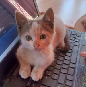 Gato raça  idade Abaixo de 2 meses nome Nara