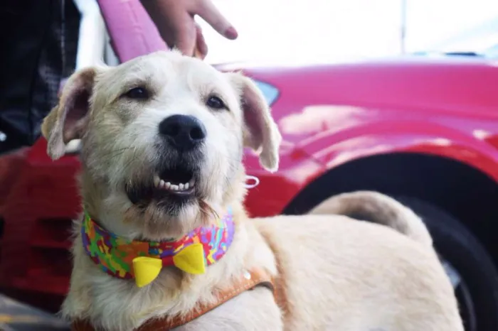 Cachorro ra a SRD idade 2 anos nome Pietro