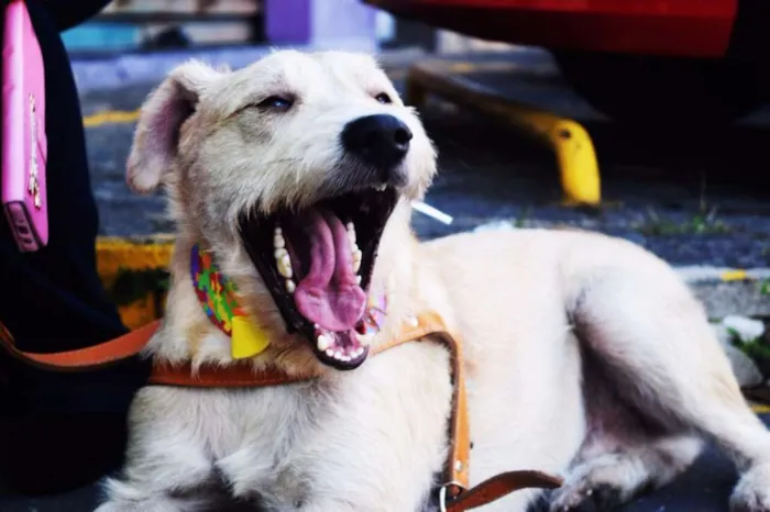 Cachorro ra a SRD idade 2 anos nome Pietro