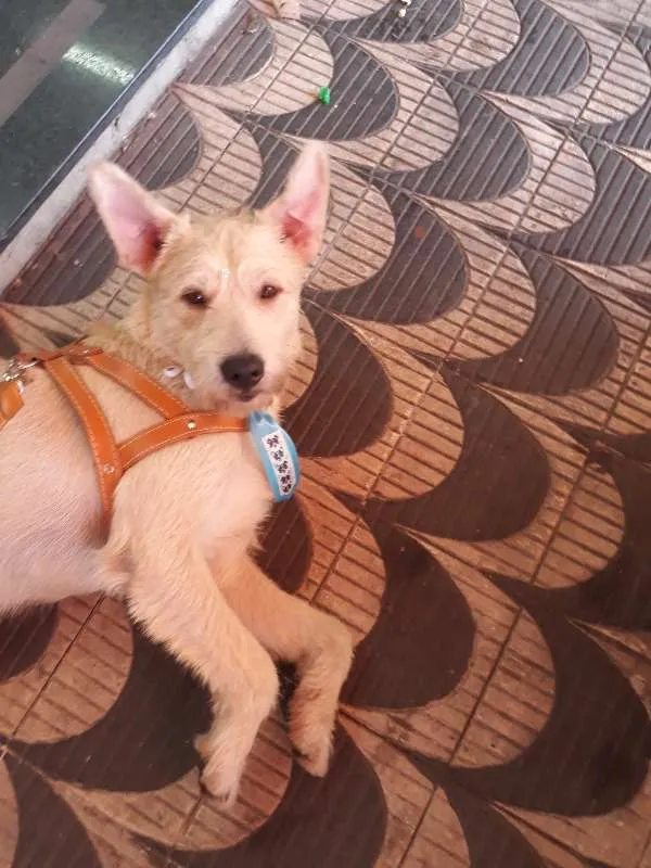 Cachorro ra a SRD idade 2 anos nome Pietro