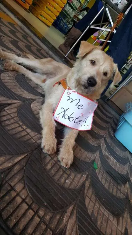 Cachorro ra a SRD idade 2 anos nome Pietro