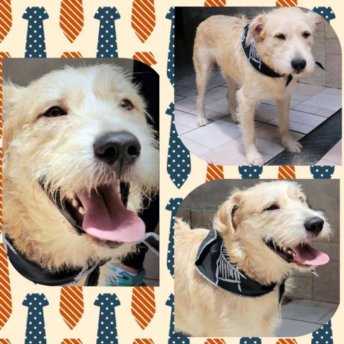 Cachorro ra a SRD idade 2 anos nome Pietro