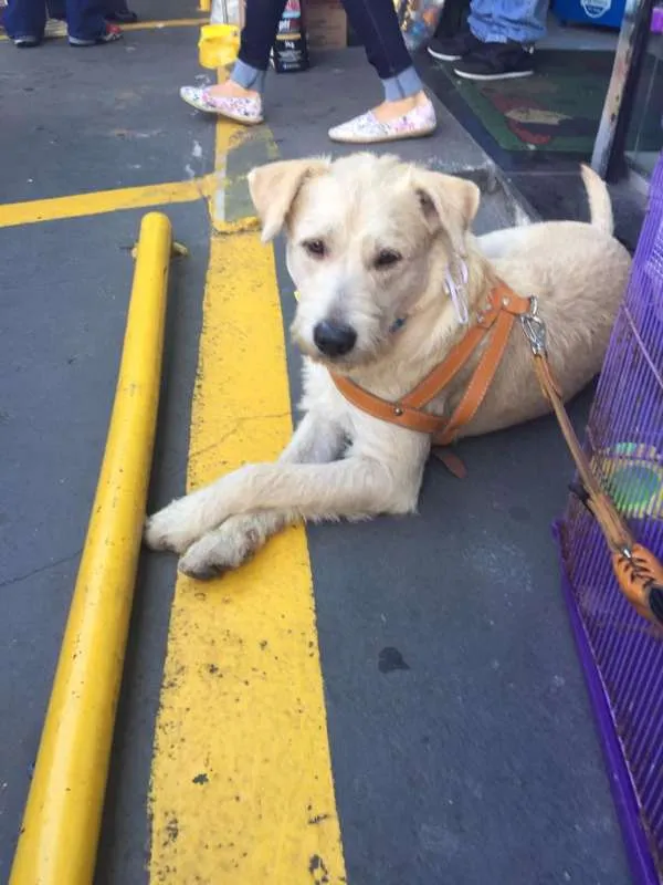 Cachorro ra a SRD idade 2 anos nome Pietro