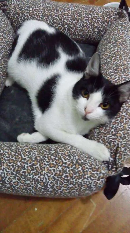 Gato ra a SRD idade 7 a 11 meses nome Francisco