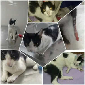 Gato raça SRD idade 7 a 11 meses nome Francisco