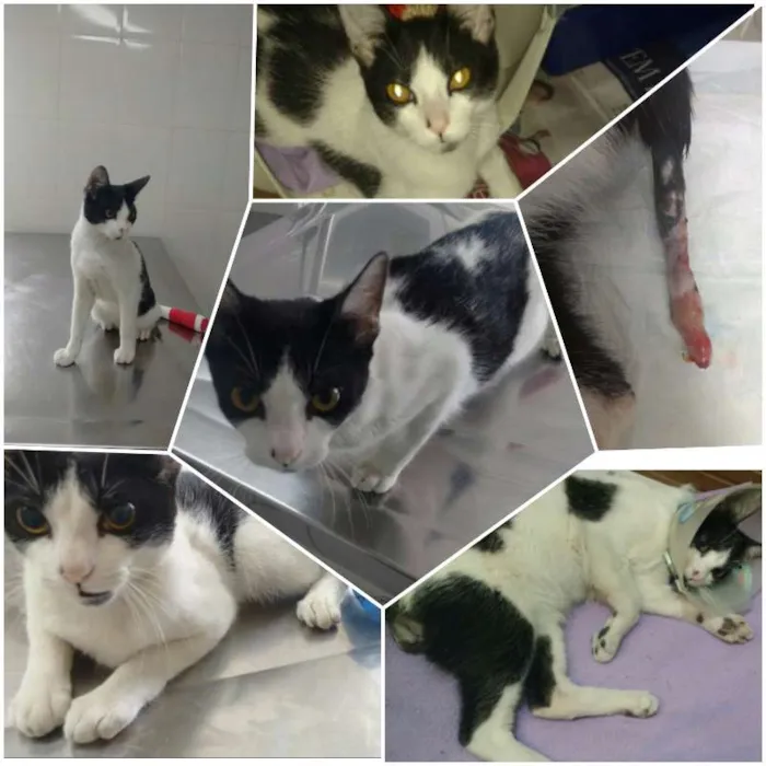 Gato ra a SRD idade 7 a 11 meses nome Francisco