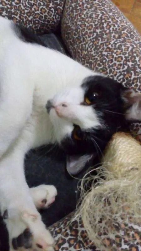 Gato ra a SRD idade 7 a 11 meses nome Francisco