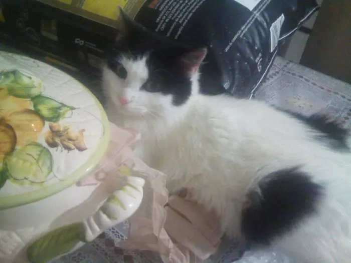 Gato ra a SRD idade 7 a 11 meses nome Chanel