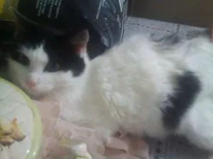 Gato raça SRD idade 7 a 11 meses nome Chanel