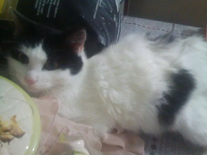 Gato ra a SRD idade 7 a 11 meses nome Chanel