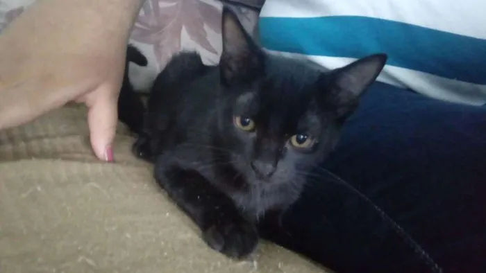 Gato raça sem raça idade 2 a 6 meses nome AZULÃO