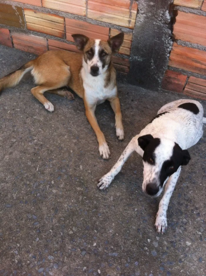 Cachorro ra a Visa lata misturado c um de ra idade 1 ano nome Sem nome ainda