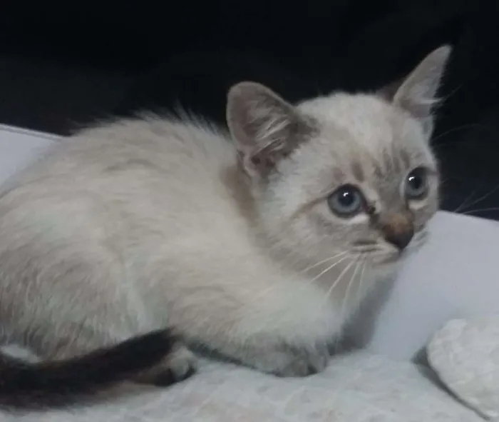 Gato ra a  idade Abaixo de 2 meses nome Flor