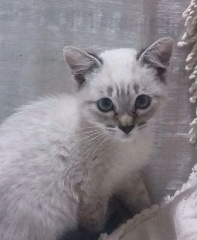 Gato ra a  idade Abaixo de 2 meses nome Flor