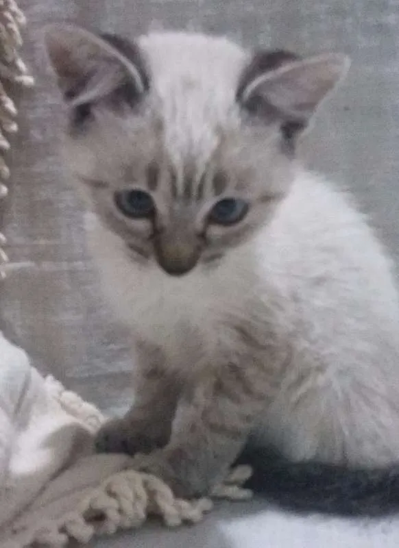 Gato ra a  idade Abaixo de 2 meses nome Flor
