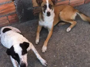 Cachorro raça Visa lata misturado c um de ra idade 1 ano nome Sem nome ainda