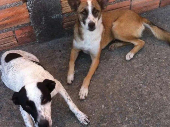 Cachorro ra a Visa lata misturado c um de ra idade 1 ano nome Sem nome ainda