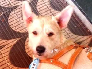 Cachorro raça SRD idade 2 anos nome Pietro