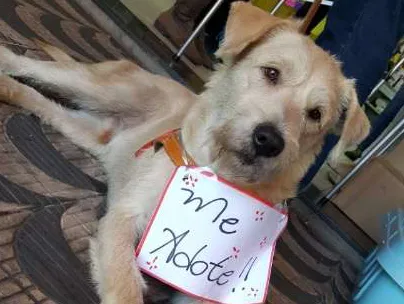 Cachorro ra a SRD idade 2 anos nome Pietro