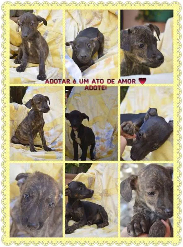 Cachorro raça SRD idade 2 a 6 meses nome Rubi, Esmeralda, ETC